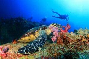 Scuba divers exploring a coral reef with a sea turtle in the Caribbean