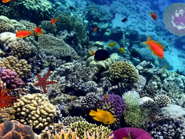 Coral Reef Fish Population Wrasses South Pacific 640x480